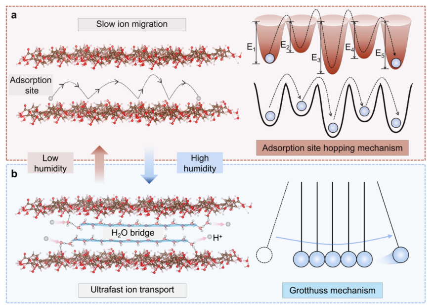 USTC Develops High-Performance Biomimetic Proton Gating System ...