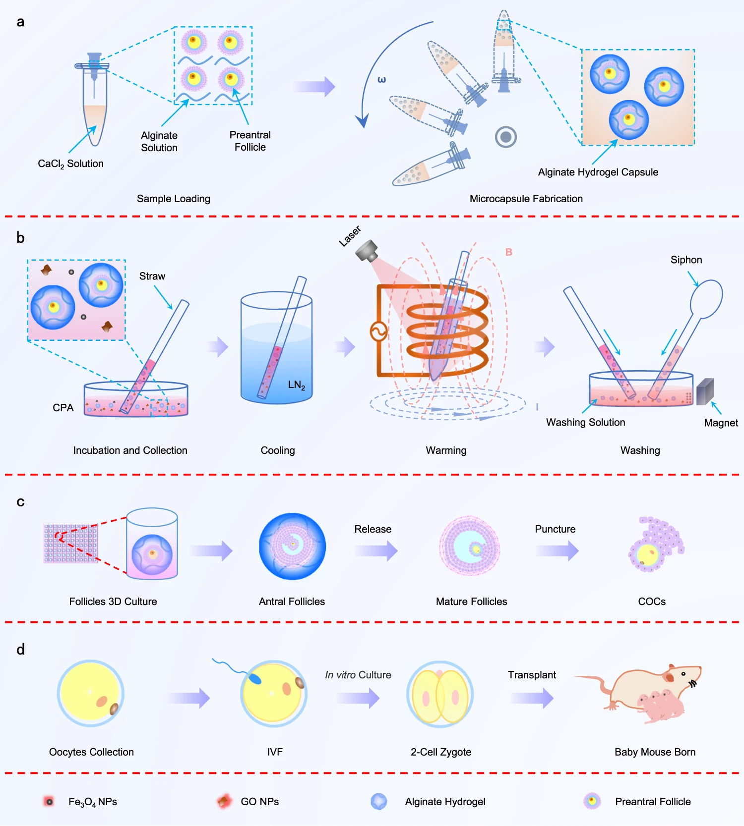 New Strategy for Cryopreservation of Mouse Follicles-University of ...